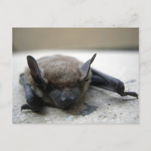 Cartão Postal Pequeno morcego (Myotis lucifugus)