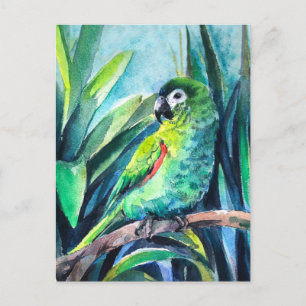 Cartão Postal Pequeno papagaio