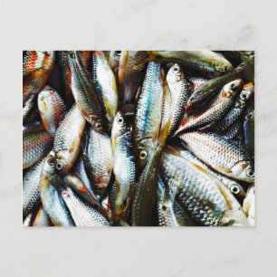 Cartão Postal Pequeno Peixe Branco