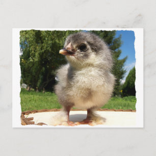 Cartão Postal pequeno pintinho fofinho