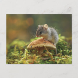Cartão Postal Pequeno rato sentado em cima de um cogumelo