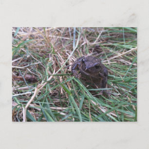 Cartão Postal Pequeno sapo