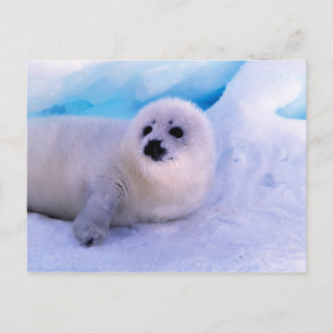 Cartão Postal Pequeno Selo de Harpa coberto em Flocos de Neve