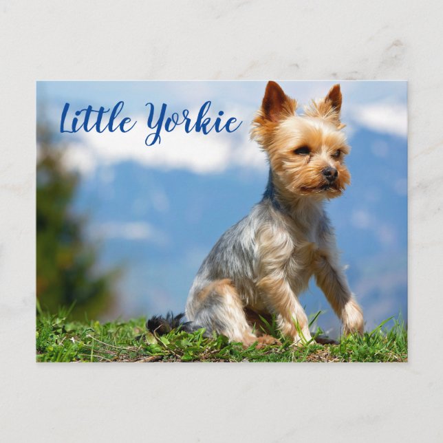 Cartão Postal Pequeno Yorkie Terrier (Frente)