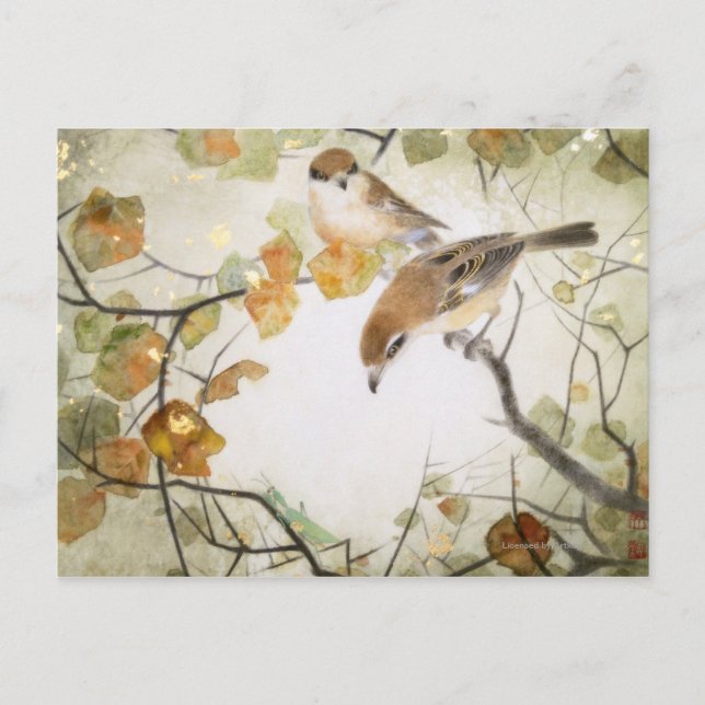 Cartão Postal Pequenos Camarões-cabeça-touro (Frente)