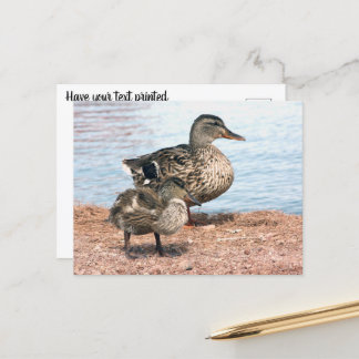 Cartão Postal Pequenos Ducklings no Pond