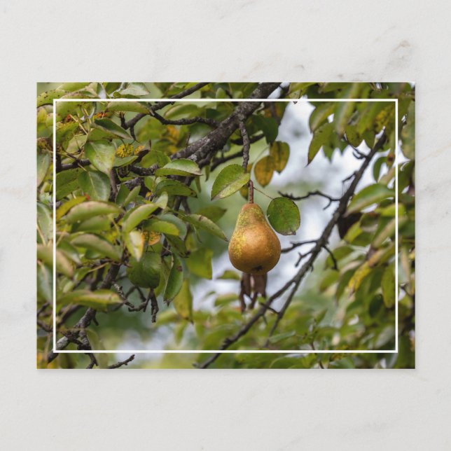 Cartão Postal Pera Bosc Na Árvore (Frente)