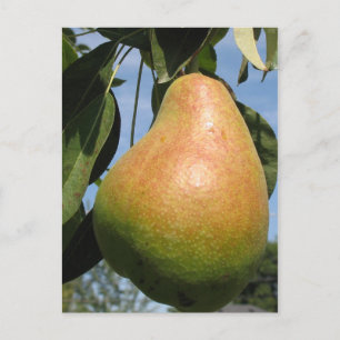 Cartão Postal Pera Deliciosa