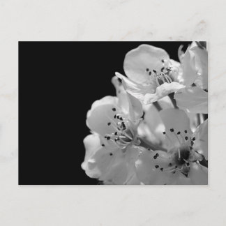 Cartão Postal Pera Ornamental ...