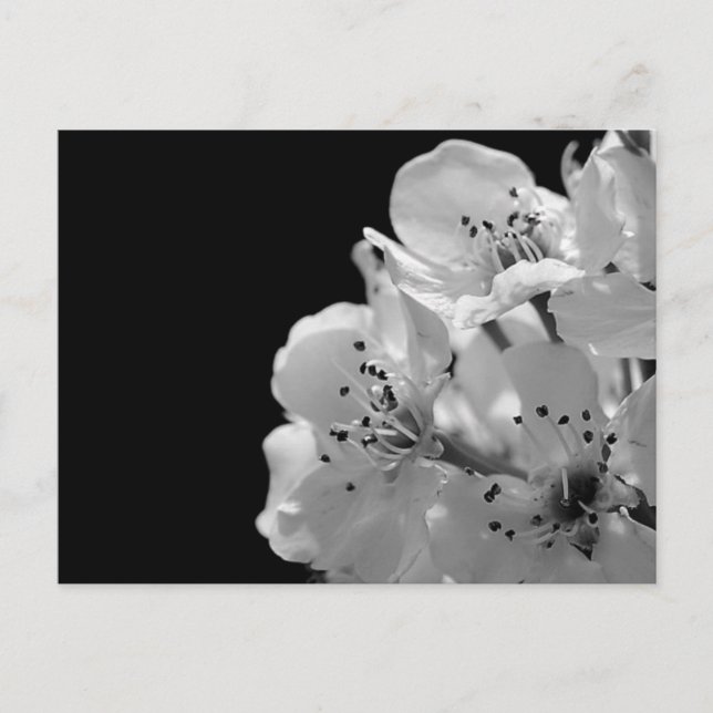 Cartão Postal Pera Ornamental ... (Frente)