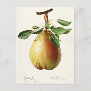 Cartão Postal Pera (Pyrus Communis) Fruta Moleração de Aquarelas