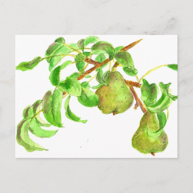 Cartão Postal Peras Aquarela Fruta de Verão (Frente)