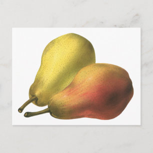 Cartão Postal Peras Vintage, Comidas Orgânicas, Frutas De Estri