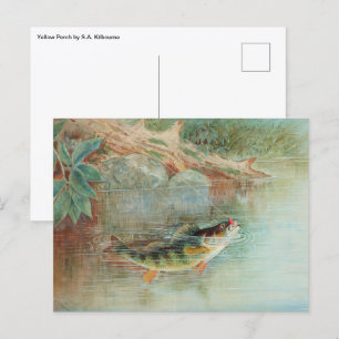 Cartão Postal Perca-amarela por S.A. Kilbourne, Peixe Antigo