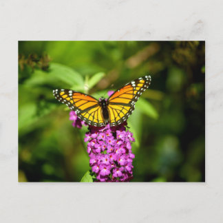 Cartão Postal Perca-Roxa (Borboleta-do-rei)