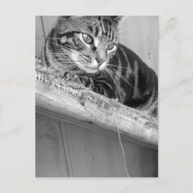 Cartão Postal Perdido (Frente)