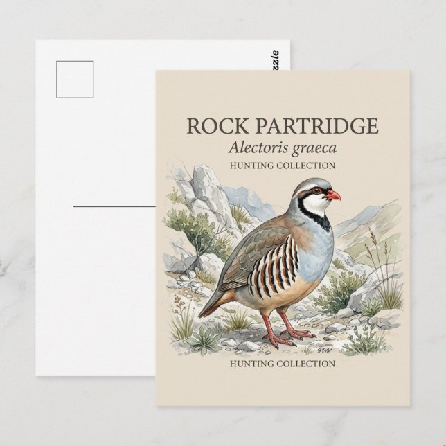 Cartão Postal Perdiz-grega, Alectoris Graeca Aves de Caça (Frente/Verso)