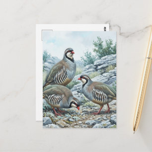 Cartão Postal Perdiz-grega, Alectoris Graeca Aves de Caça