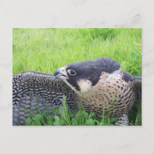 Cartão Postal Peregine Falcon na Grama