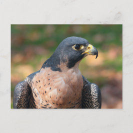 Cartão Postal Peregrine Falcon