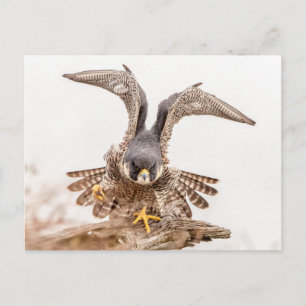 Cartão Postal Peregrine Falcon