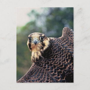 Cartão Postal Peregrine Falcon