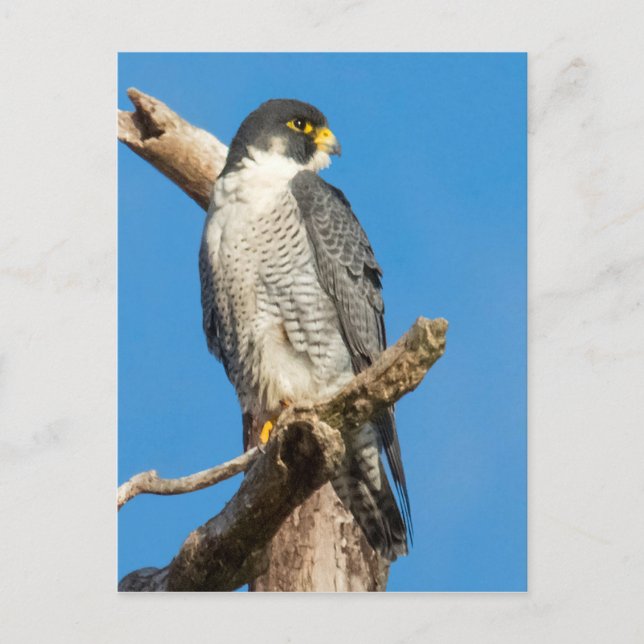 Cartão Postal Peregrine Falcon (Frente)