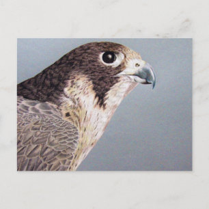 Cartão Postal Peregrine Falcon
