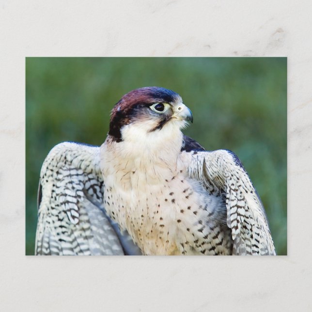 Cartão Postal Peregrine Falcon (Frente)
