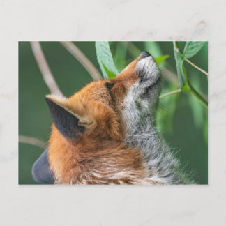Cartão Postal Perfil da raposa vermelha