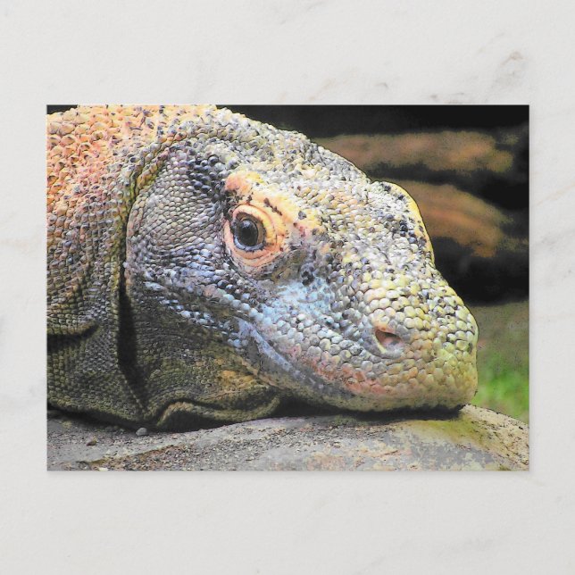 Cartão Postal Perfil de Fechamento do Dragão do Komodo (Frente)