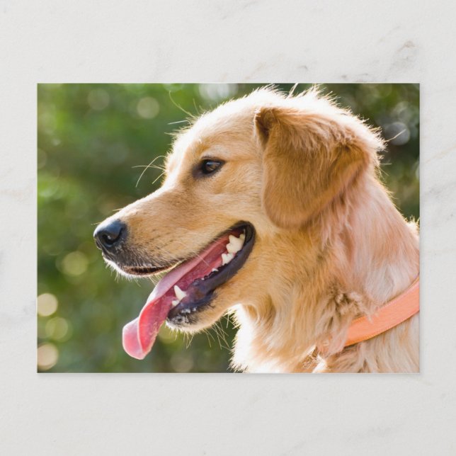 Cartão Postal Perfil De Retriever De ouro Com A Saída Da Língua (Frente)