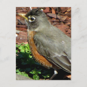 Cartão Postal Perfil de Robin
