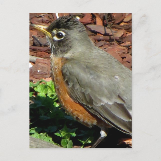 Cartão Postal Perfil de Robin (Frente)