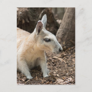 Cartão Postal Perfil de Wallaby