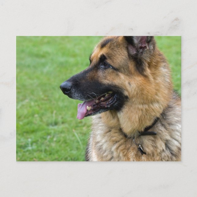 Cartão Postal Perfil do german shepherd (Frente)