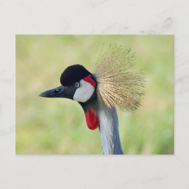Cartão Postal Perfil do Grou-coroado-cinzento (Frente)