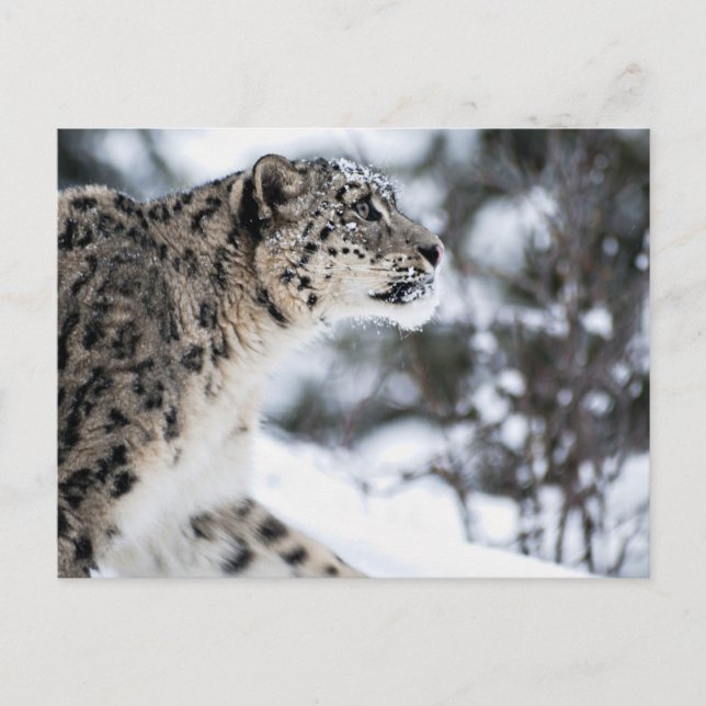 Cartão Postal Perfil do Leopardo da Neve (Frente)