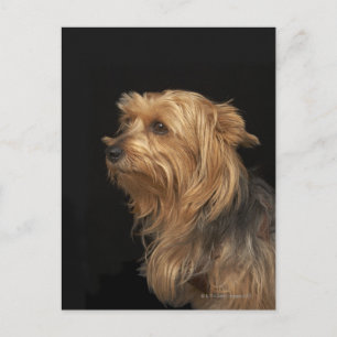 Cartão Postal Perfil esquerdo do Yorkie preto e castanho em pret