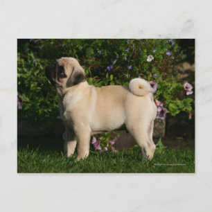 Cartão Postal Perfil Fawn Pug