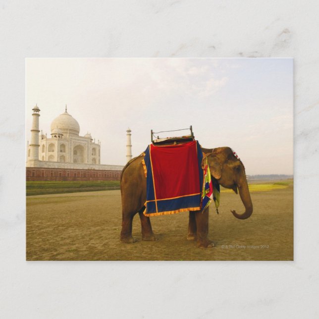 Cartão Postal Perfil lateral de um elefante, Taj Mahal, Índia (Frente)