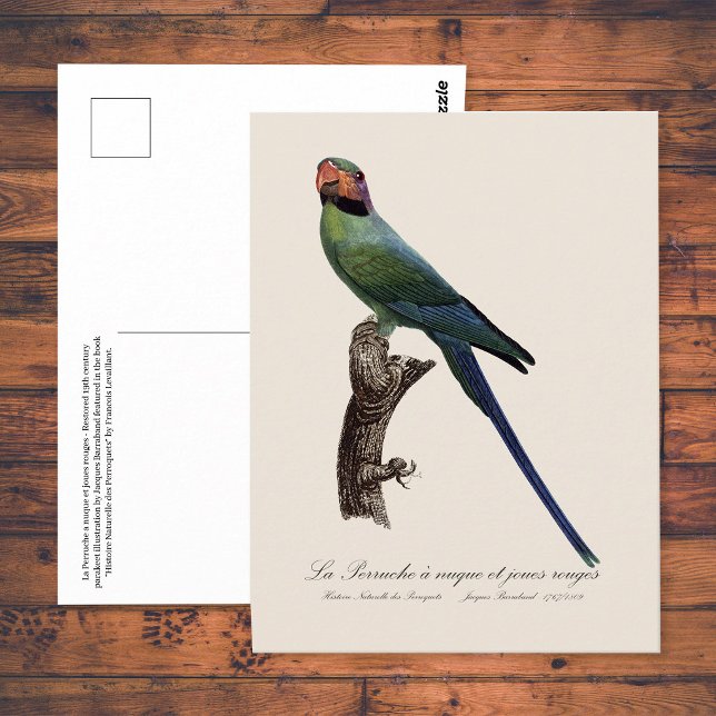 Cartão Postal Periquito-de-cauda-longa, Psittacula Longicauda (Long-Tailed Parakeet, Psittacula Longicauda. Postcard)