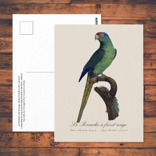 Cartão Postal Periquito-fronte-laranja, Eupsittula Canicularis