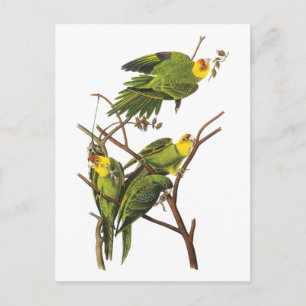 Cartão Postal Periquito - por John Audubon