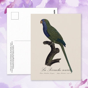 Cartão Postal Periquito-rei ou Caturrita, Myiopsitta Monachus