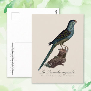 Cartão Postal Periquito-terra ou Periquito-das-águas, Pezoporus 