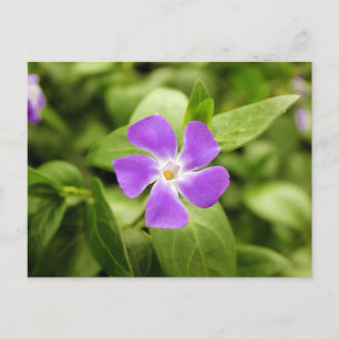 Cartão Postal Periwinkle