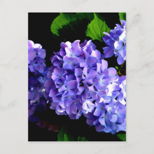 Cartão Postal Periwinkle Hydrangeas