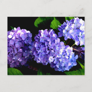 Cartão Postal Periwinkle Hydrangeas