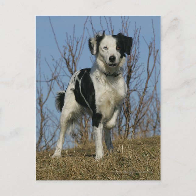 Cartão Postal Perna Collie de Borda Elevada (Frente)